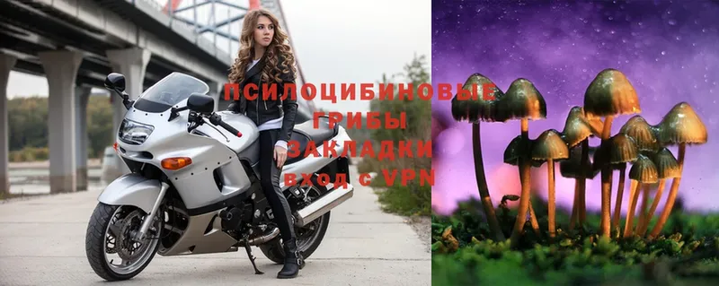 Галлюциногенные грибы Psilocybe  купить  цена  блэк спрут маркетплейс  Берёзовский 